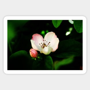 Quince Pink Flower and Bud Sticker